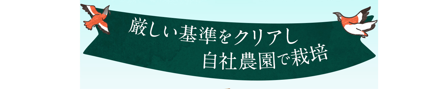 内側から、外側からふっくら、アマニ種子オイル